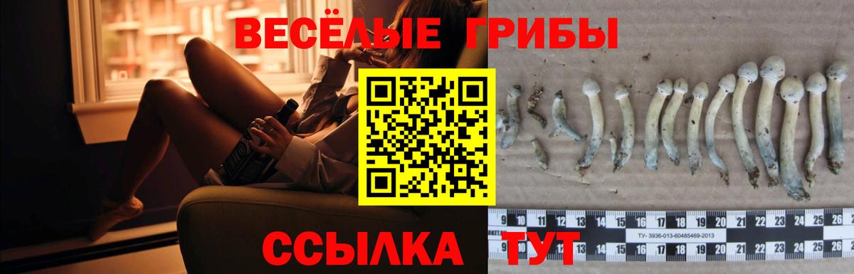 Томск  купить   Вход с VPN  Галлюциногенные грибы GOLDEN TEACHER  Галлюциногенные грибы MAGIC MUSHROOMS 